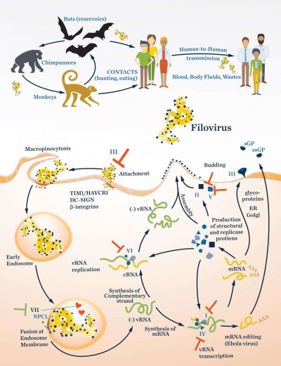 Filovirus Life Cycle