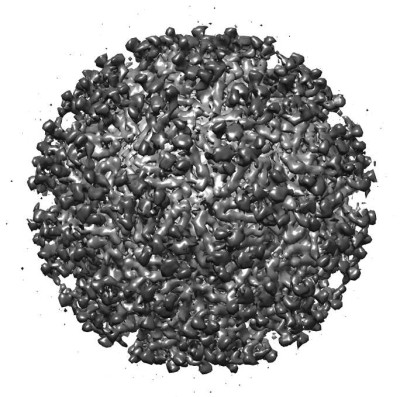 CryoEM Reconstruction of the Everglades Virus