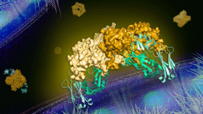 2B7 Antibody