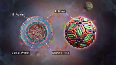 3D Medical Animation of Dengue Virus