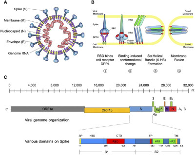 General Introduction to MERS-CoV