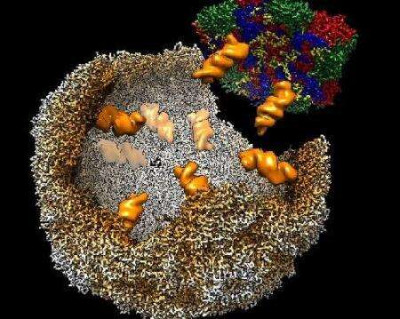 Enterovirus E Assembly