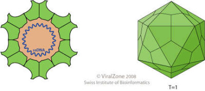 Circovirus Virion