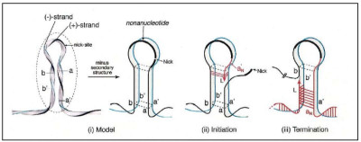 Melting Pot Rolling Circle Replication Model