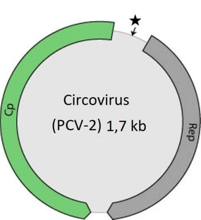 Circovirus Genome (edit - PCV2)