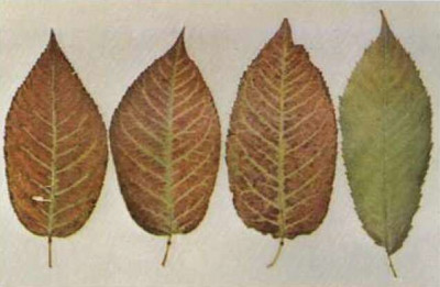 Little Cherry Disease Leaf Symptoms