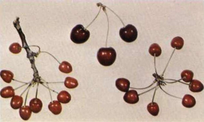 Little Cherry Disease Fruit Symptoms