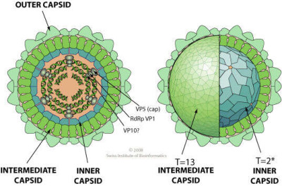 Coltivirus Virion