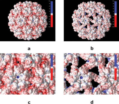 Cowpea Chlorotic Mottle Virus