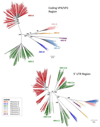 Phylogenetic Analyses of Human Rhinovirus and Human Enterovirus