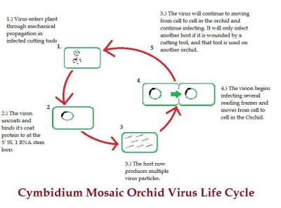 Cymbidium Mosaic Orchid Mosaic Virus Life Cycle