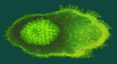 Dependovirus Image