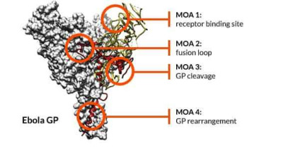 Epitope Maps of Antibodies against Ebola Glycoprotein