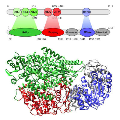 Structural Architecture and Organization of Ebolavirus RNA Polymerase