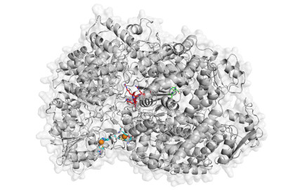 Cartoon Representation of Ebola L-Polymerase