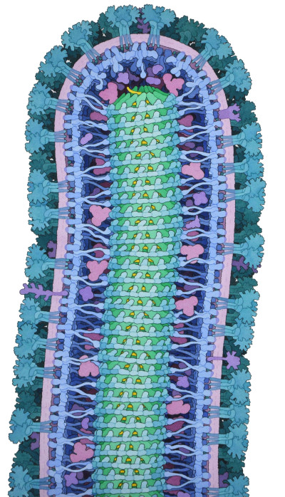 Illustration of Ebola Virus