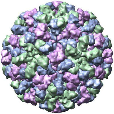 Structure of Norwalk Caspid