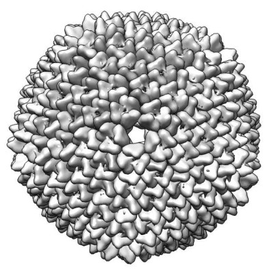 CryoEM model of Bacteriophage Prd1 Capsid