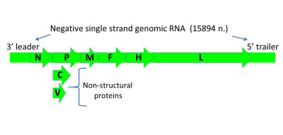 Measles Morbillivirus Genome