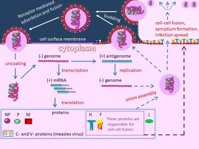 Measles Morbillivirus Life Cycle