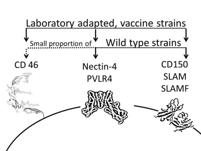 Receptors Morbillivirus