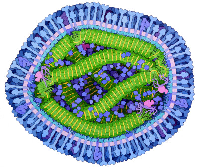 Measles Virus Proteins