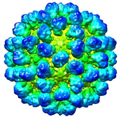 Rabbit Hemorrhagic Disease Virus