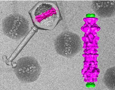 Purified Viruses with Their Inner Structure Bubbling from Radiation Damage