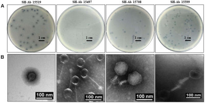 Plaque and Transmission Electron Microscope Morphology of Phages