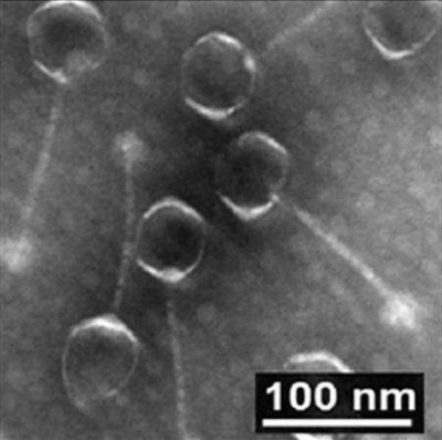 Phage SH-Ab 15497