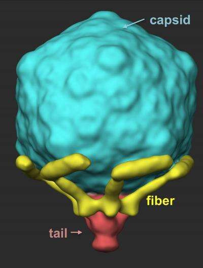 T7 Phage