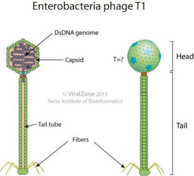 Escherichia Virus T1 Virion