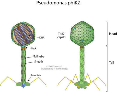 Pseudomonas Virus PhiKZ Virion