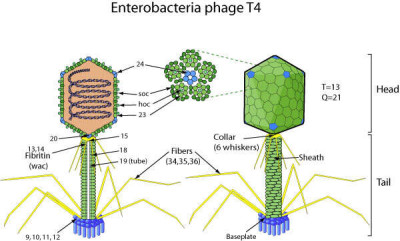 Escherichia Virus T4 Virion