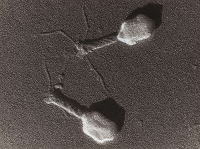 Bacteriophage