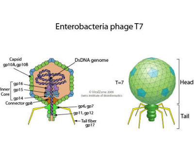 Enterobacteria Phage T7 Virion