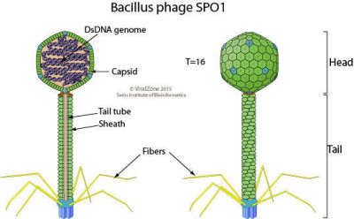 Spounalikevirus Virion