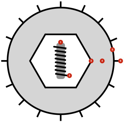 Herpesvirales Virion Diagram