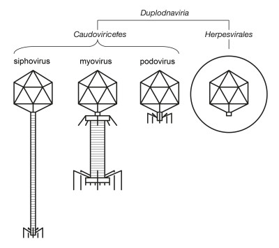 Illustration of Duplodnaviria Virion Morphology