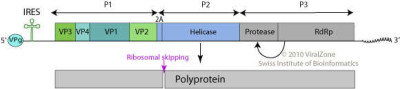 Iflavirus Genome