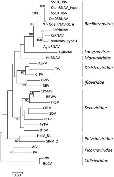 Phylogenetic Rooted Tree Based on RdRp Sequences of Representative Viruses