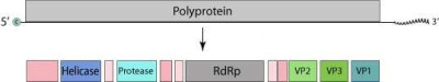 Marnaviridae Genome Edit