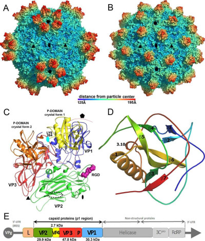 Structure of Slow Bee Paralysis Virion and Icosahedral Asymmetric Unit