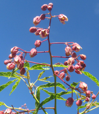 Cassava Inflorescence