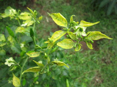 Symptom of Pepper Yellow Leaf Curl Virus