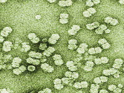 Begomovirus