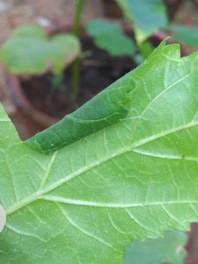 Symptom of Bhindi Leaf Roller Attack