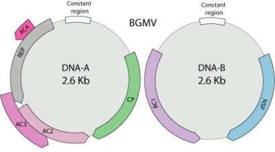 Begomovirus Genome