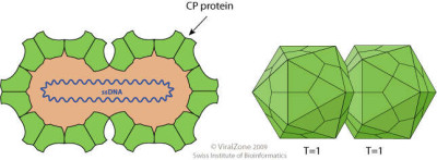 Begomovirus Virion