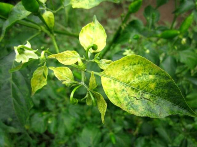 Yellow Curl Leaf Disease in Chilli Pepper Leaves